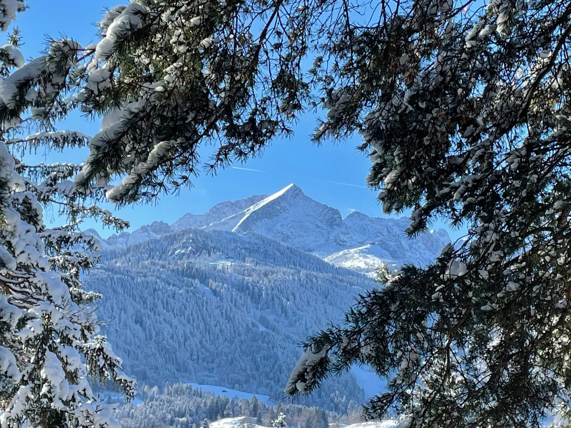 Verschneite Kiefernzweige rahmen den Blick auf die Alpspitze